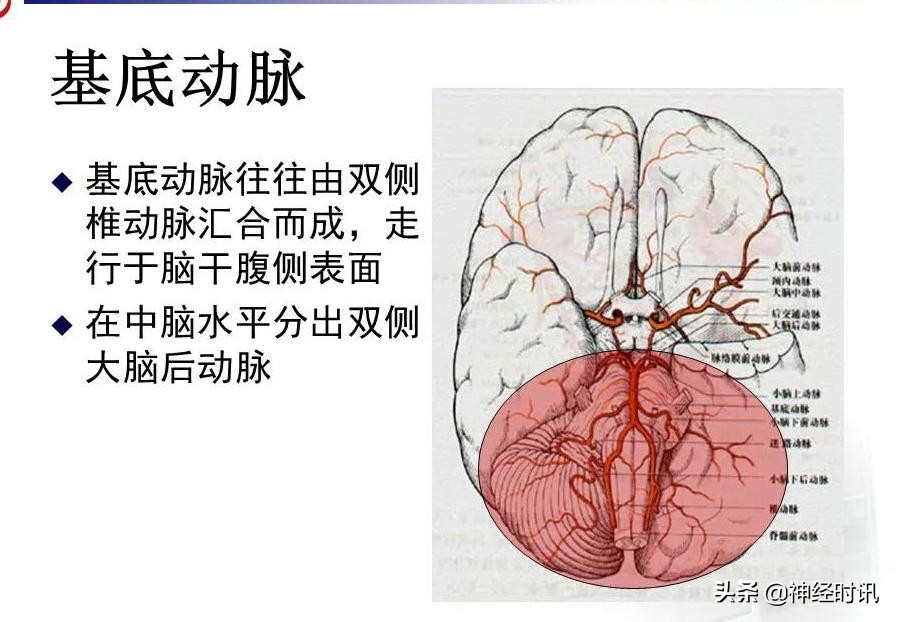 脑动脉解剖学讲解,脑膜中动脉解剖讲解