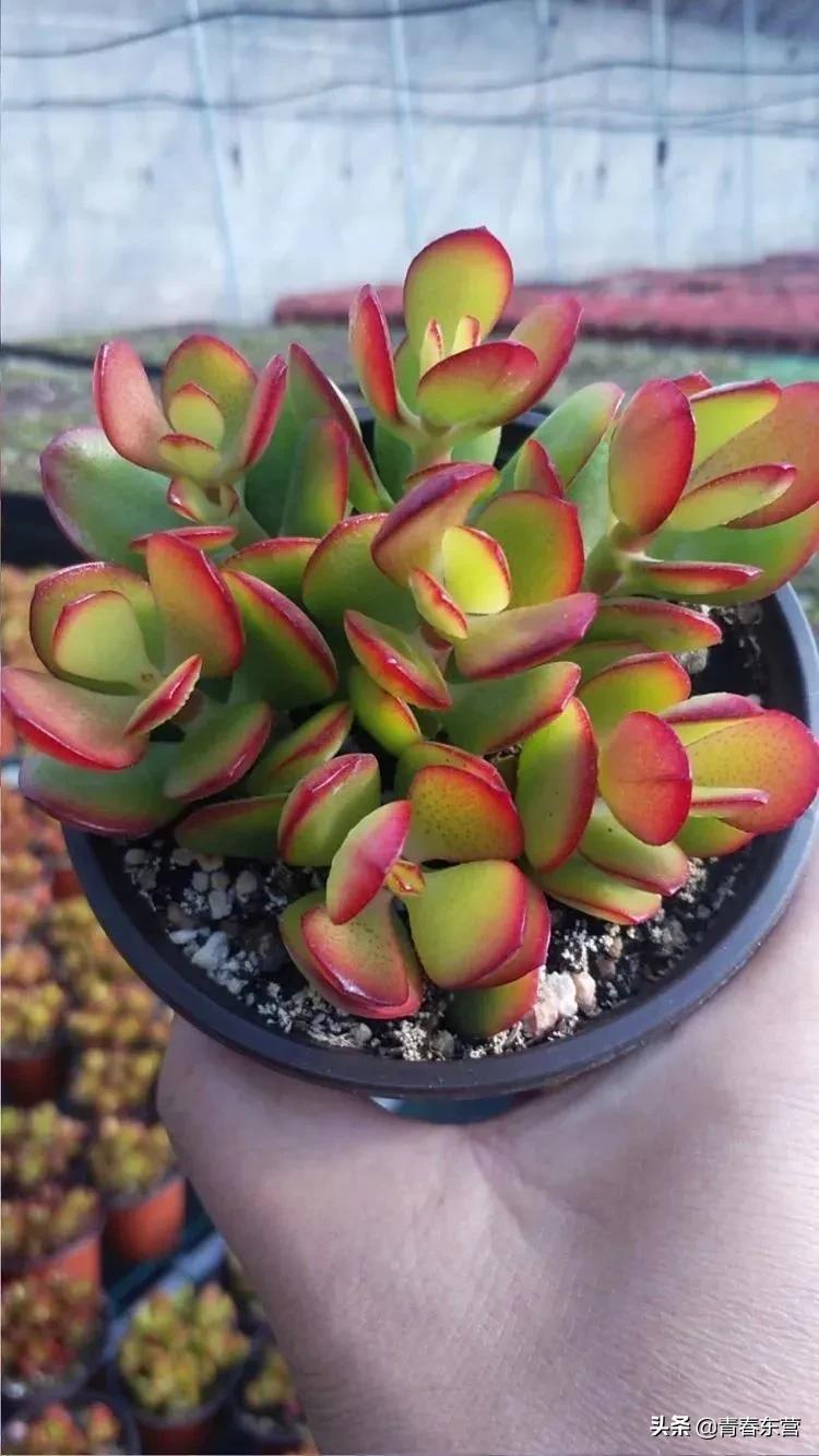 高沟村多肉种植基地直播,中庄多肉种植基地直播