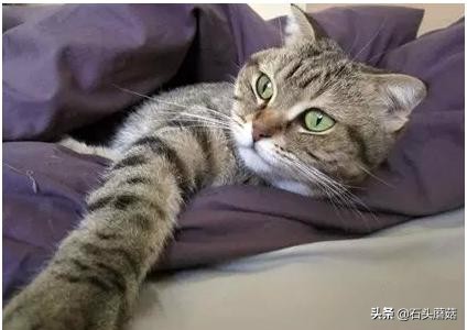 猫为什么喜欢钻被窝趴在脚上睡觉,猫为什么喜欢钻被窝啊