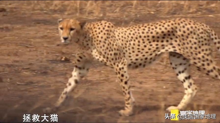 是什么激励着国家地理女探险家们改变世界的?