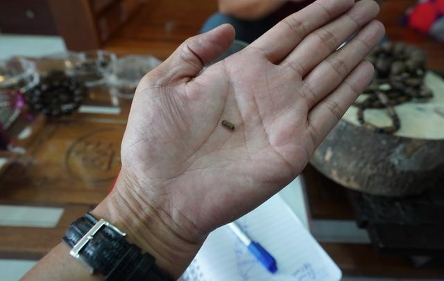 越南芽庄沉香与海南沉香的区别,越南沉香实地考察