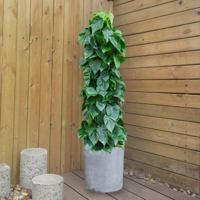 既好养活又长得快便于观察的绿植,叶片可以长很长的绿植