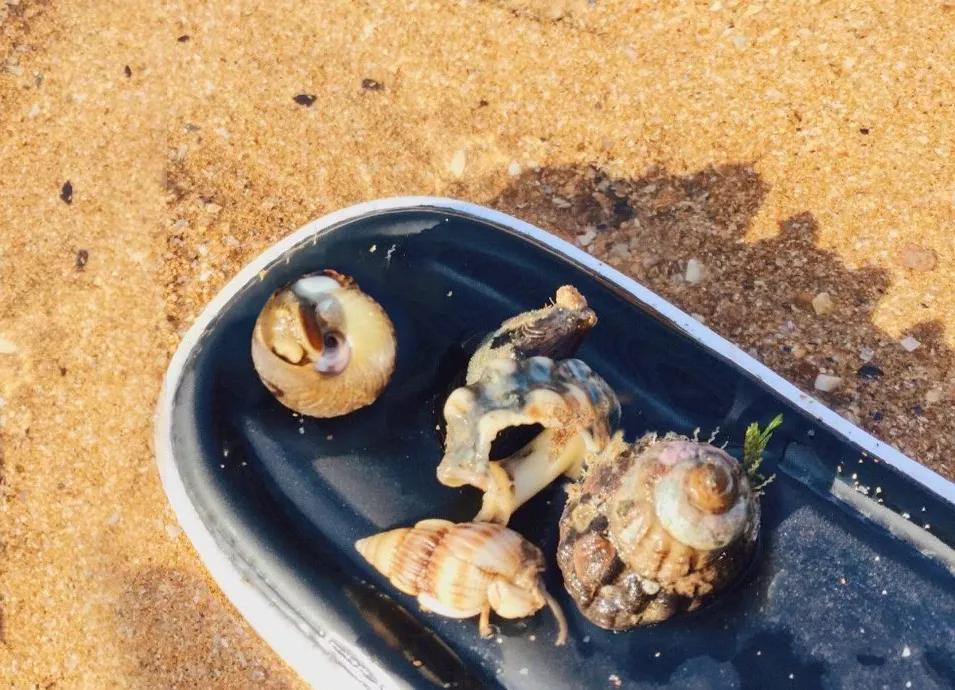 33元轮渡上岛费用,33元轮渡上岛费