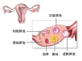 黄体破裂的症状什么时候开始腹痛,下腹痛警惕黄体破裂