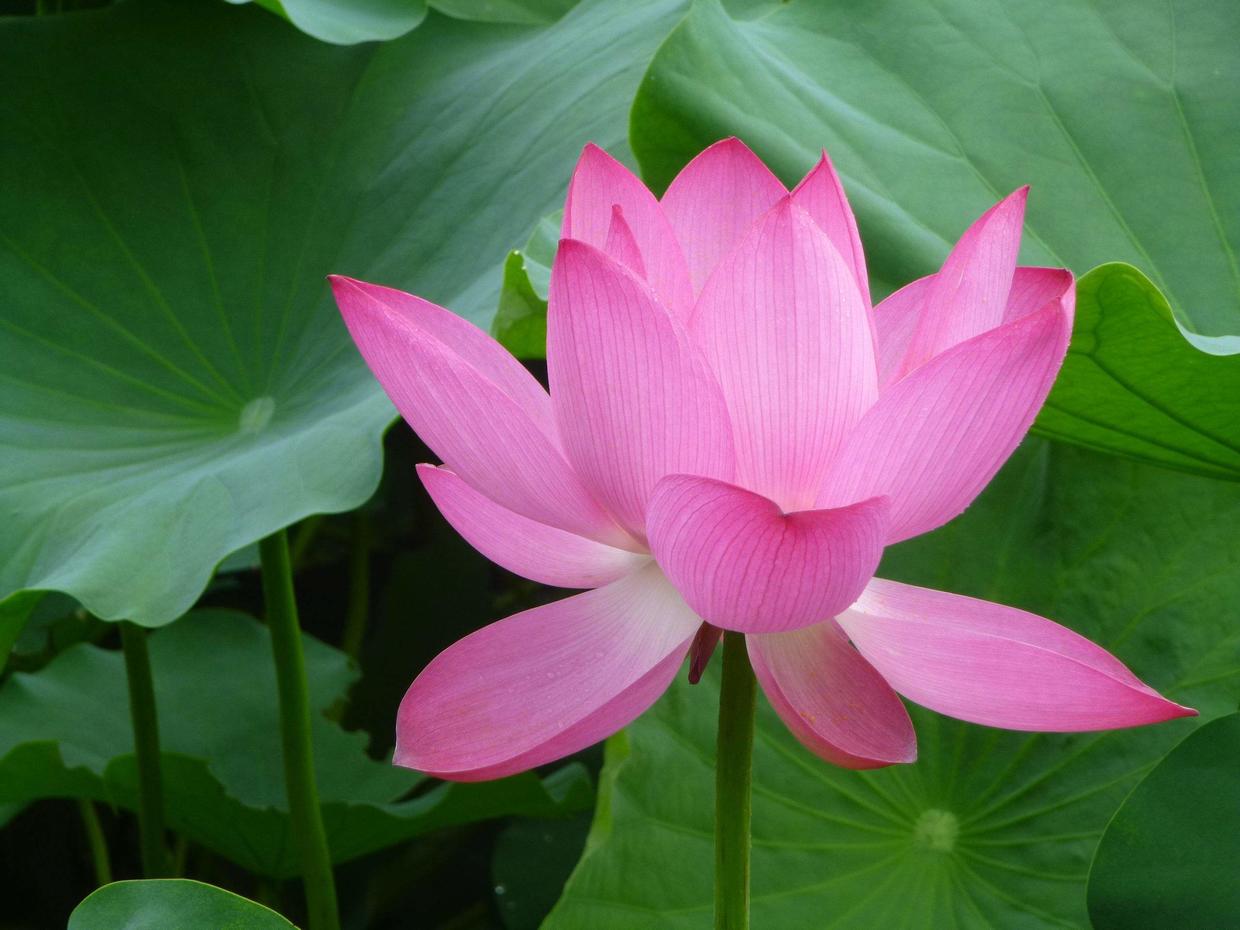 王阿姨买藕自己养，放在大缸里长出满缸，放点小鱼意境好