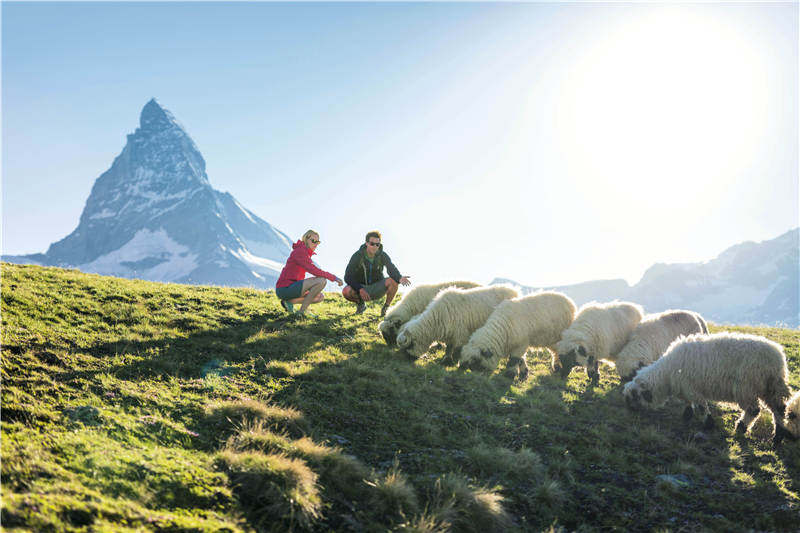 阿尔卑斯山欧洲之巅的原因,瑞士阿尔卑斯山脉徒步