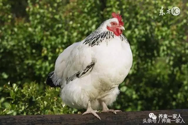 松针粉养鸡功效与作用,养鸡降低饲料成本最佳方法