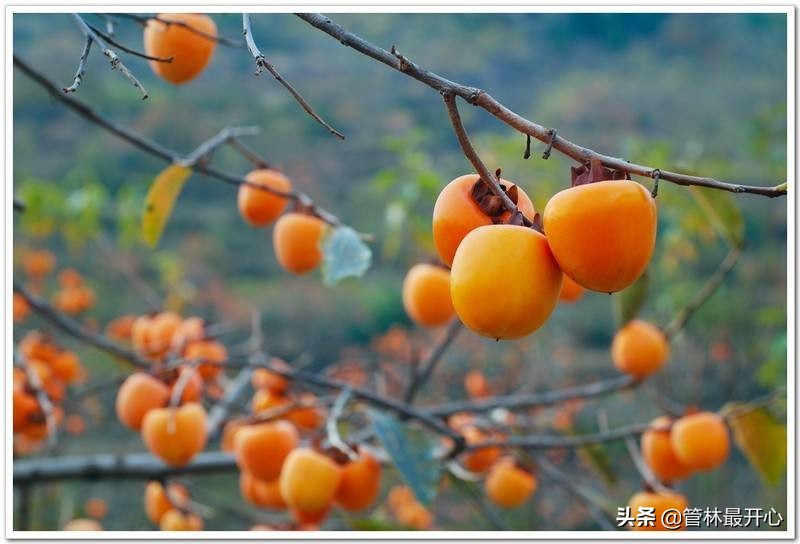 文人骚客喜欢用植物中的什么,古代文人志士喜爱哪些植物