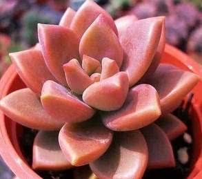 世界上有奇特现象的植物,世界上有哪些奇怪的叶子