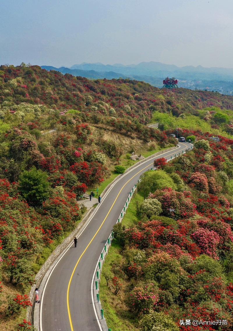 百里杜鹃花开如海,百里杜鹃百里盛开