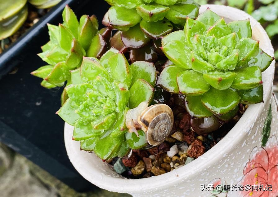 多肉乌木烂叶片怎么办,多肉移盆烂叶