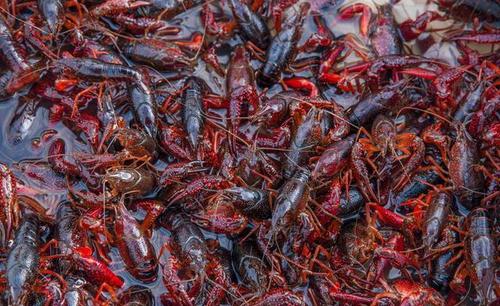 养小龙虾最好的懒汉模式养殖技术,2022年小龙虾养殖技术成本与利润