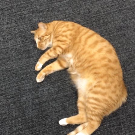 猫咪每天都要舔我脸,猫咪每天要舔自己800次