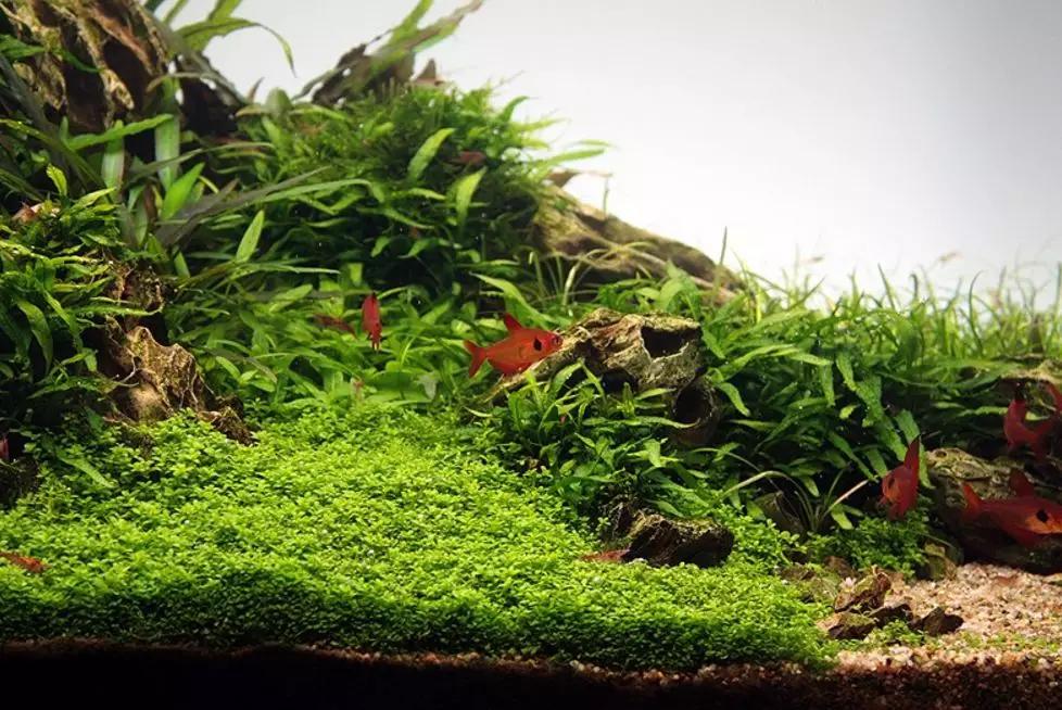 三角形构图水族造景,水族造景构图黄金比例