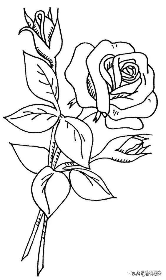 工笔花卉线稿和色稿,花卉白描线稿