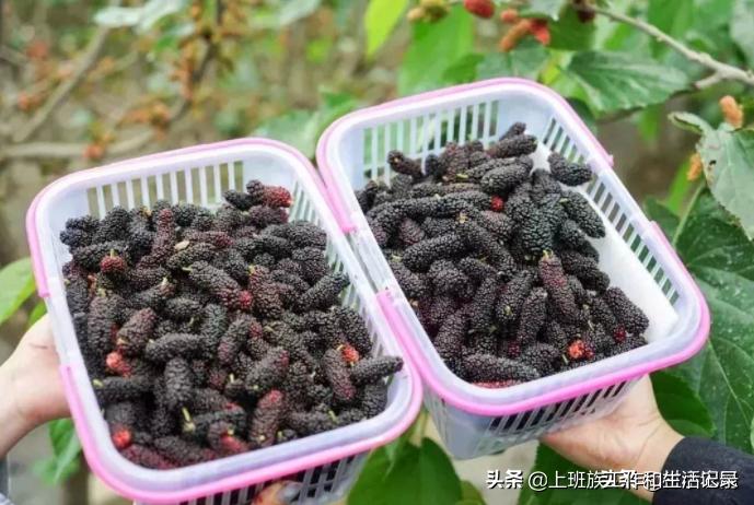 回乡创业好项目,回乡创业致富