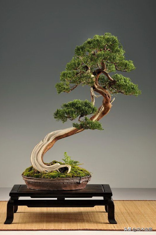 文人树盆景，宣泄一种情绪，吐露一种幽愤