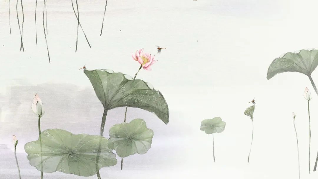 描写荷花的诗句和优美句子,描写荷花的好词名句