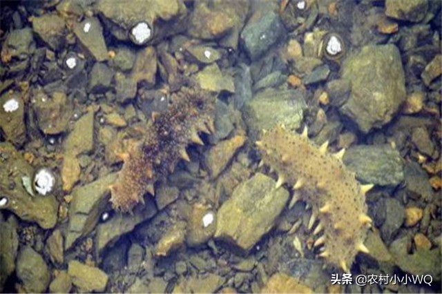 福建吊笼海参养殖技术,海参养殖技术视频全集