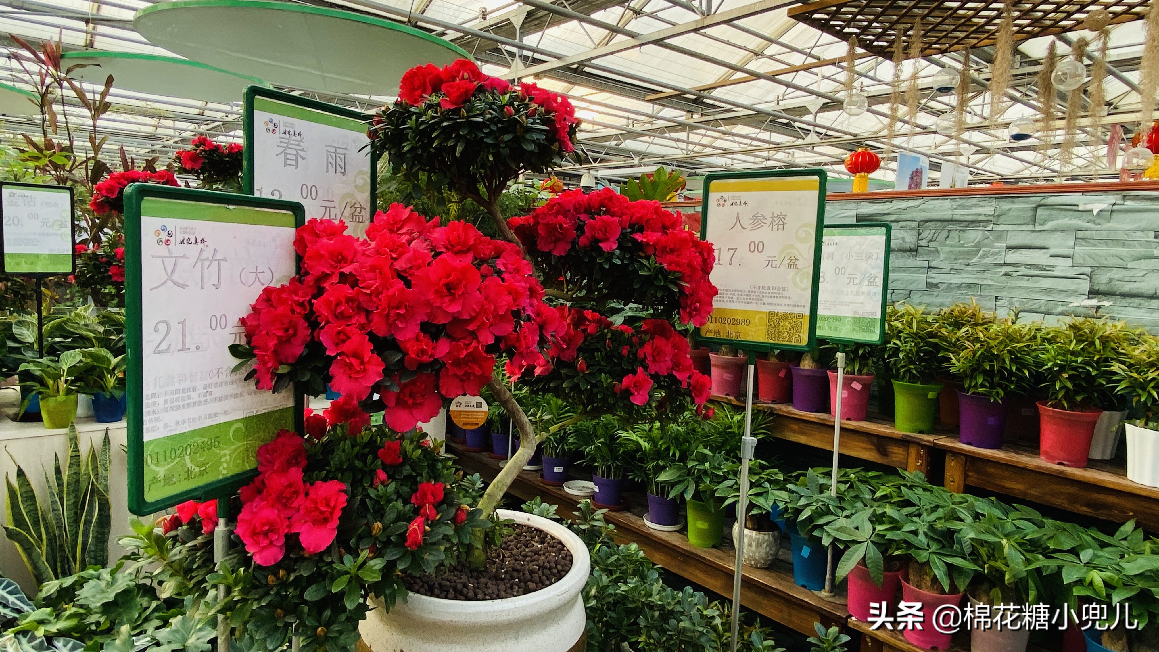 北京最大花卉绿植市场,北京最便宜绿植花卉市场
