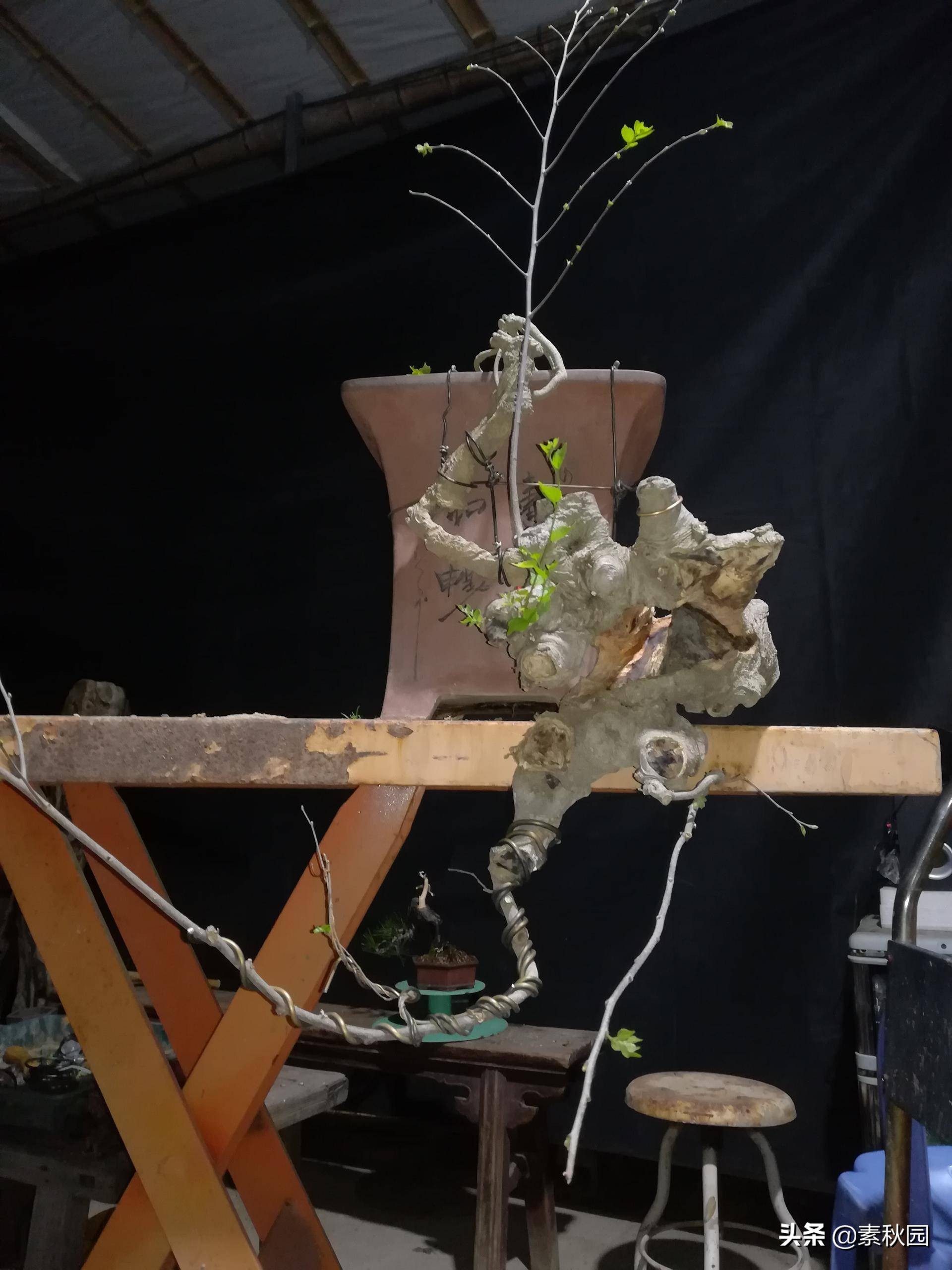 朴树盆景老桩夏季采挖与养坯,各种精品朴树盆景熟桩