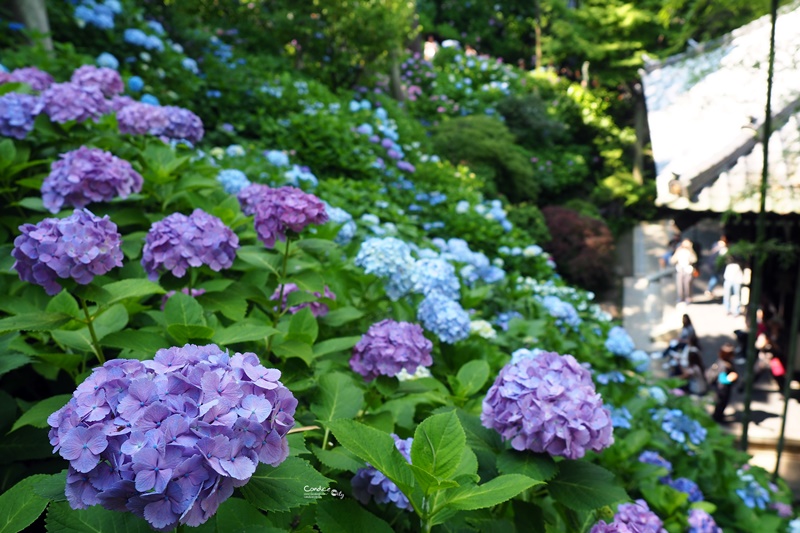 日本东京美食攻略自由行,东京旅游美食自由行路线攻略