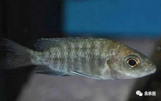 三湖慈鲷马鲷孔雀鱼多久发色,三湖慈鲷鱼之马鲷鱼