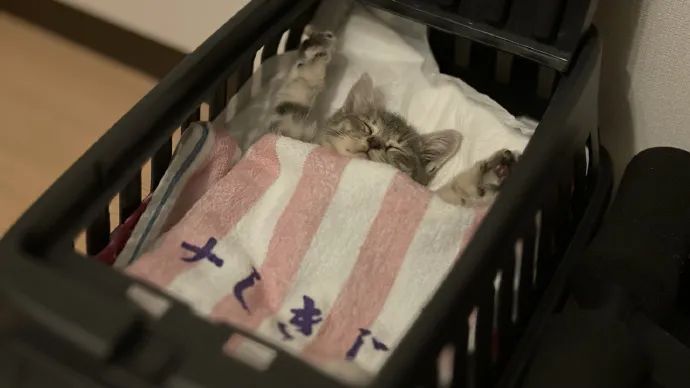 看到铲屎官终于回家，立即安心地睡着了|冷段子1986