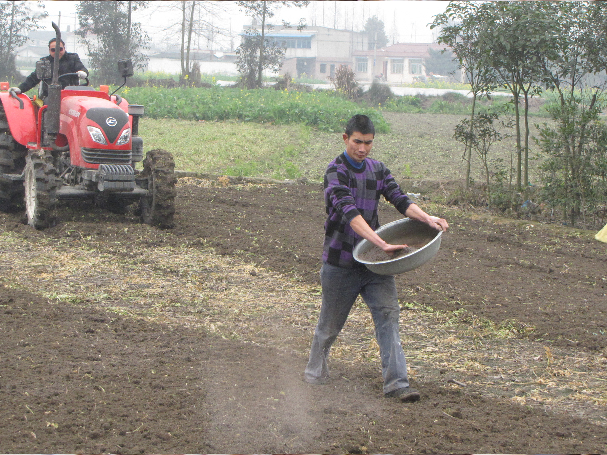 鱼腥草无公害丰产栽培技术,鱼腥草栽培