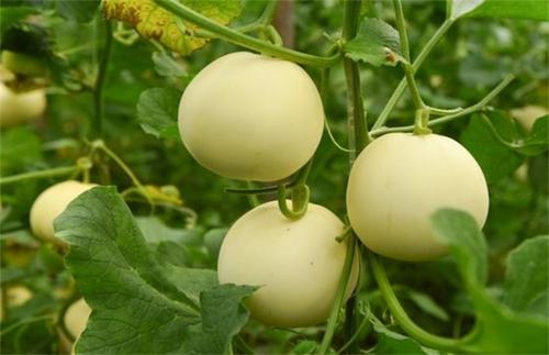 甜瓜*粉白**病危害严重，减产损失可达50%以上，8个防治方法效果好