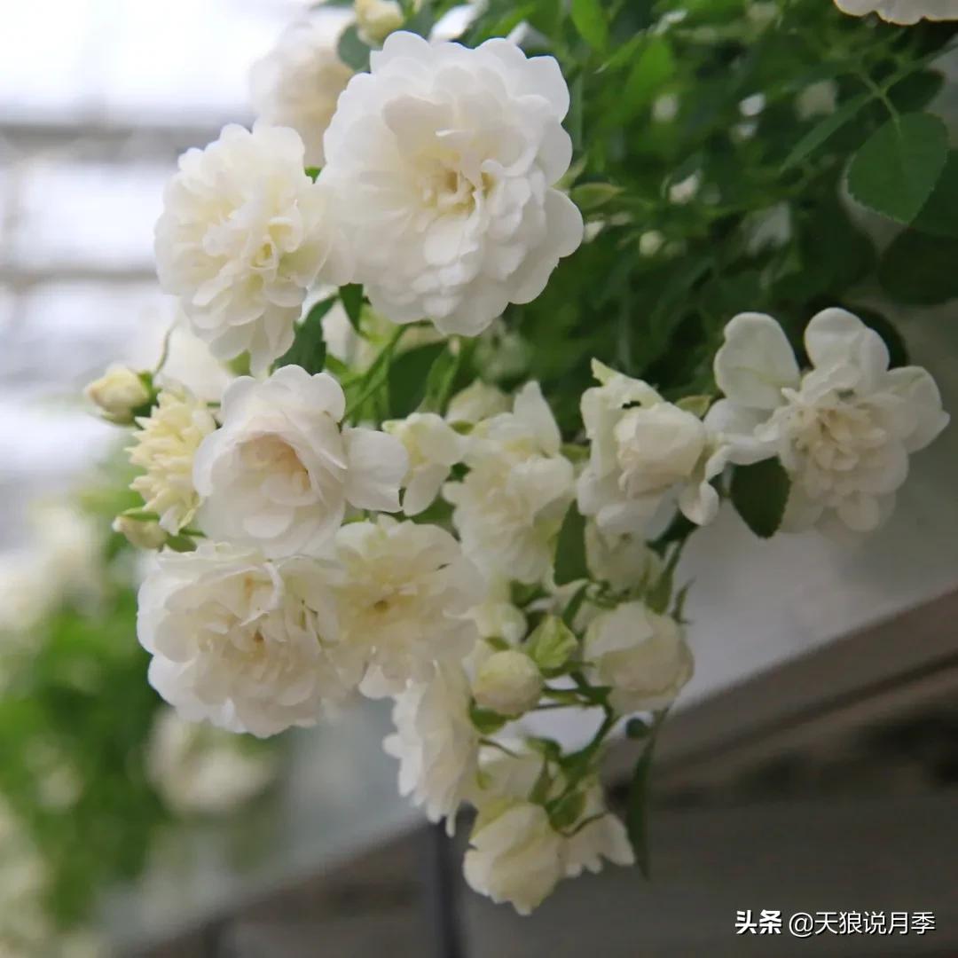 阳台还可以种植什么花种,阳台上也可以种出好看的花