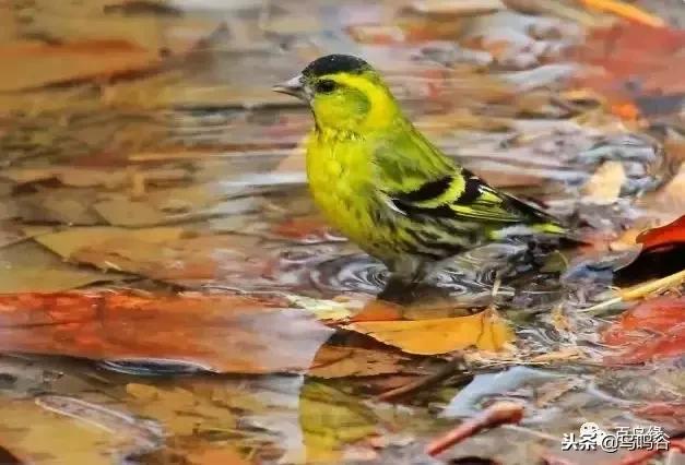 黄雀在东北几月份繁殖,笼养鸟是如何繁殖的