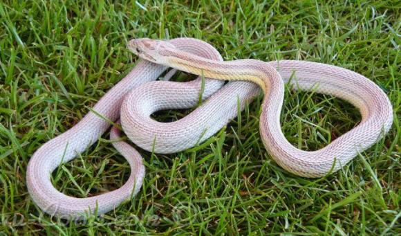 会自己断尾巴的蛇,会捆绑的蛇