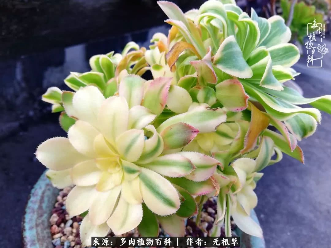 多肉寒冬中茁壮成长,多肉岁月的沉淀