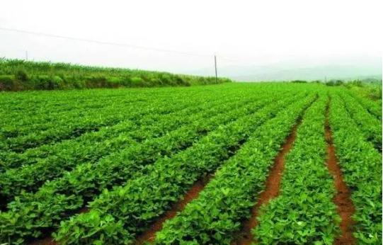 花生每亩产量2000斤的种植技术,花生种植的距离和行距该怎样安排