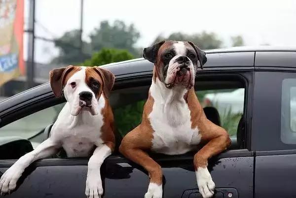 狗狗和主人一起晕车,狗狗跟铲屎官一起摇头