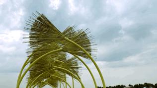 双流空港花田最新进展,双流空港花田开放了吗最新回复
