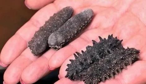 海参是北极参好还是辽参好,海参刺参光参