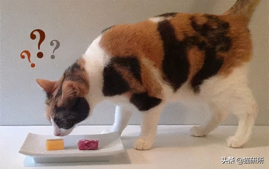猫为啥爱吃植物,猫爱吃鸡肉还是虾肉