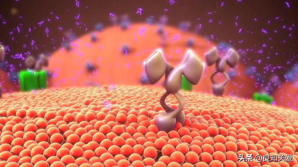 血脂1项查什么指标,血脂一号化验单怎么解读