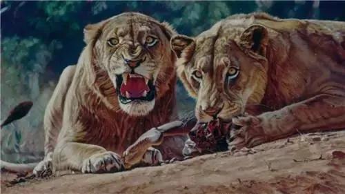 狮子被铁索束缚、棍棒训练、断趾磨牙,逃脱后两代狮王以人为食