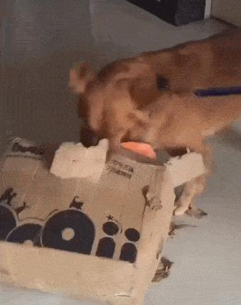 养狗后幸福感为什么爆棚,狗子绝育全过程