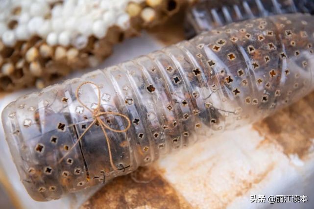 瓜瓜豆豆的视频,瓜瓜豆豆视频