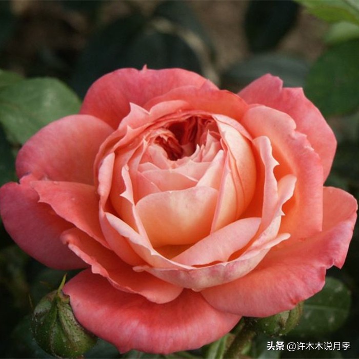 买到假月季苗怎么办,怎样网购月季不受骗