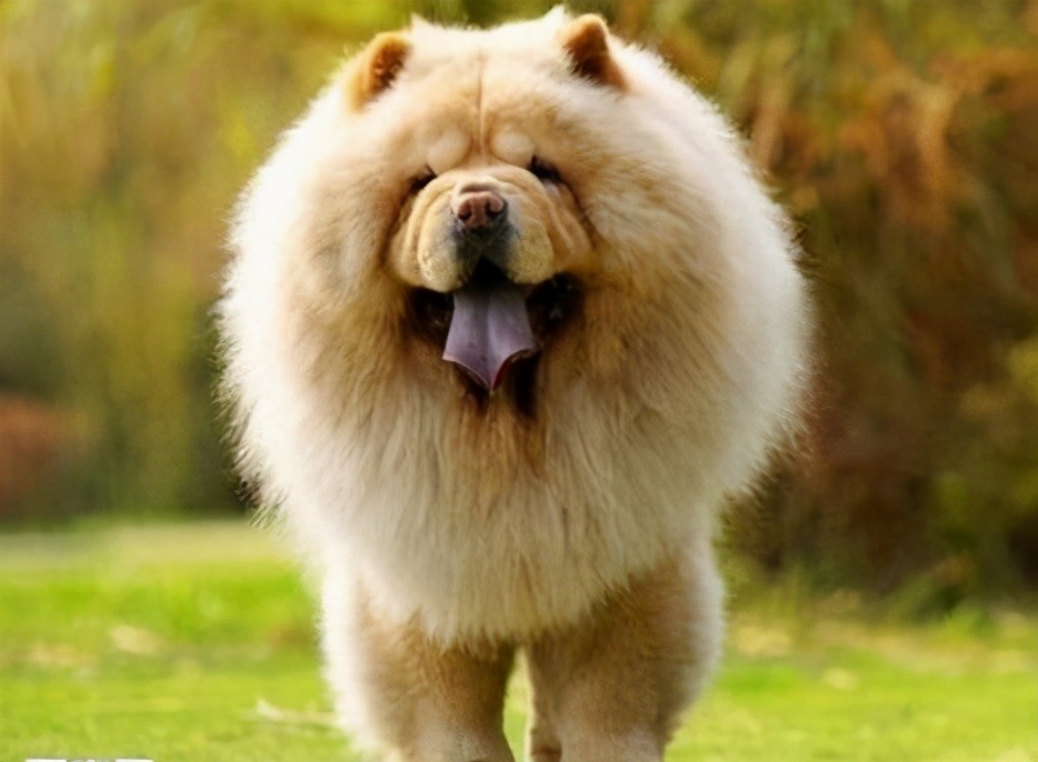 为什么松狮狗这么肥,为什么有人喜欢松狮