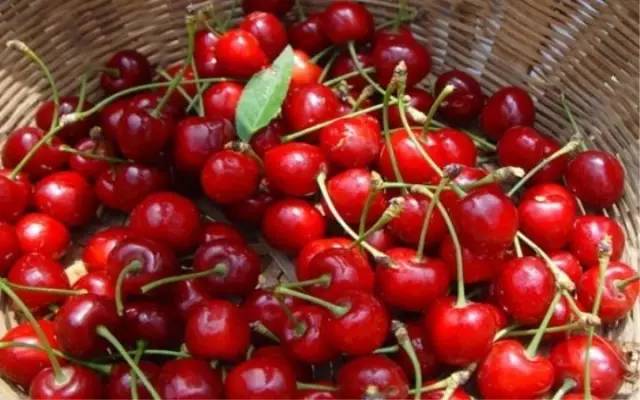 西安2023樱桃采摘园附近,西安樱桃采摘园地图