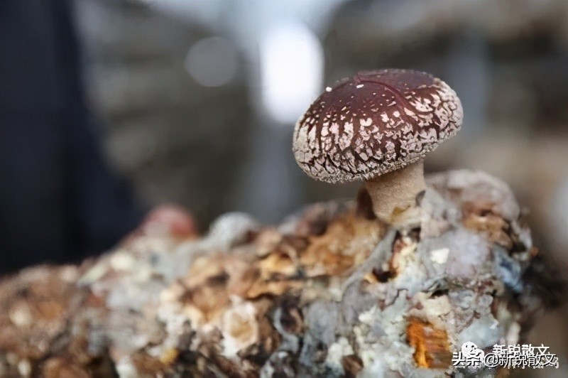 憨老头归隐,憨老头谷城