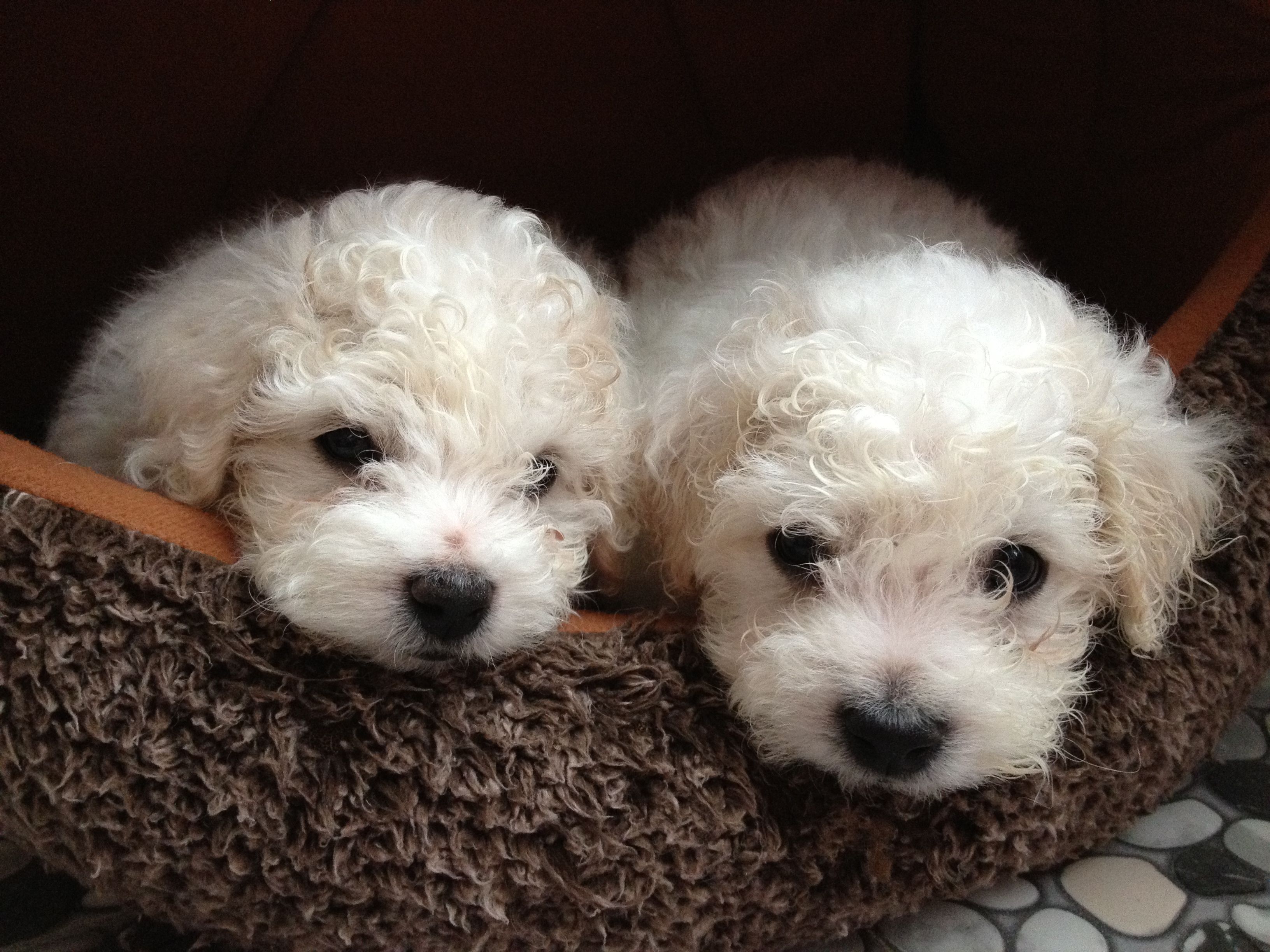 这6种狗很危险,这6种比熊犬不能买再喜欢也不行