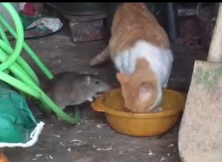 老鼠为什么在农村越来越少,农村常见老鼠图片