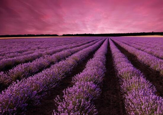 薰衣草怎么养开花图片,薰衣草怎么养最好